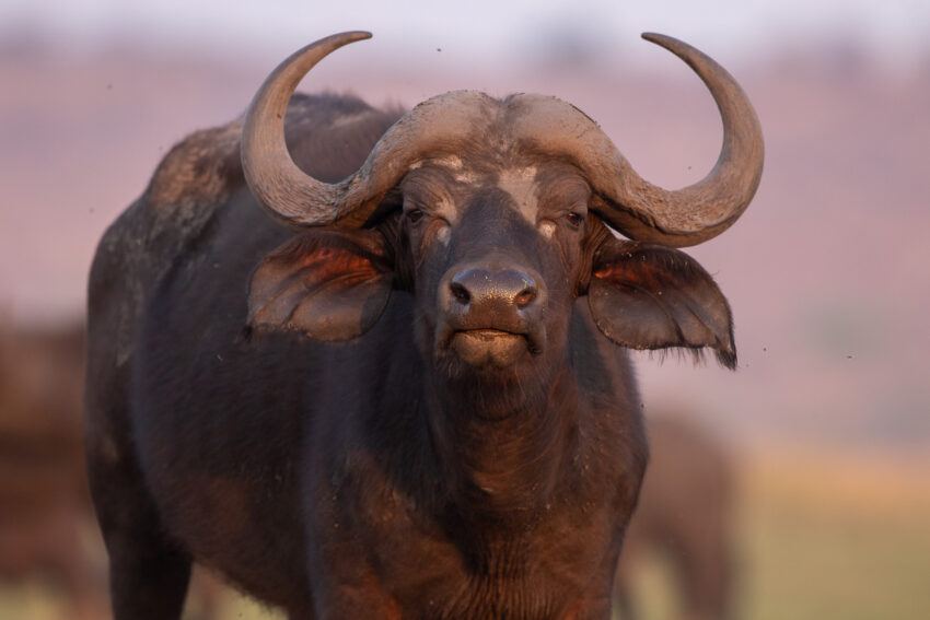 Een kafferbuffel in Malawi, één van de big 5 in Malawi