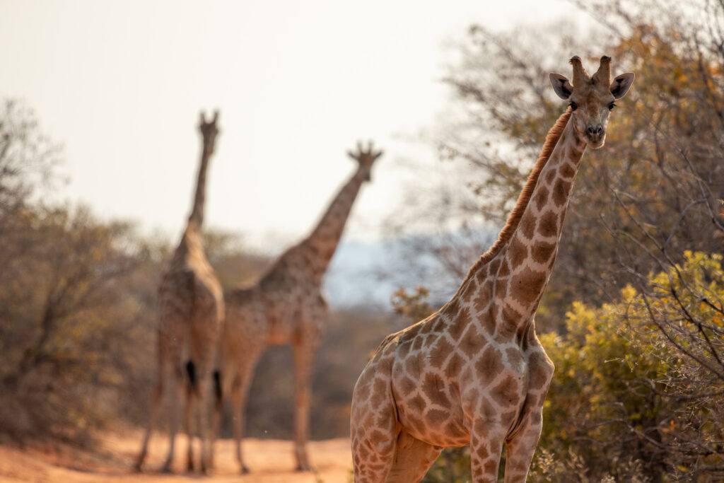 Waar leven giraffen in Malawi? In Majete Wildlife Reserve
