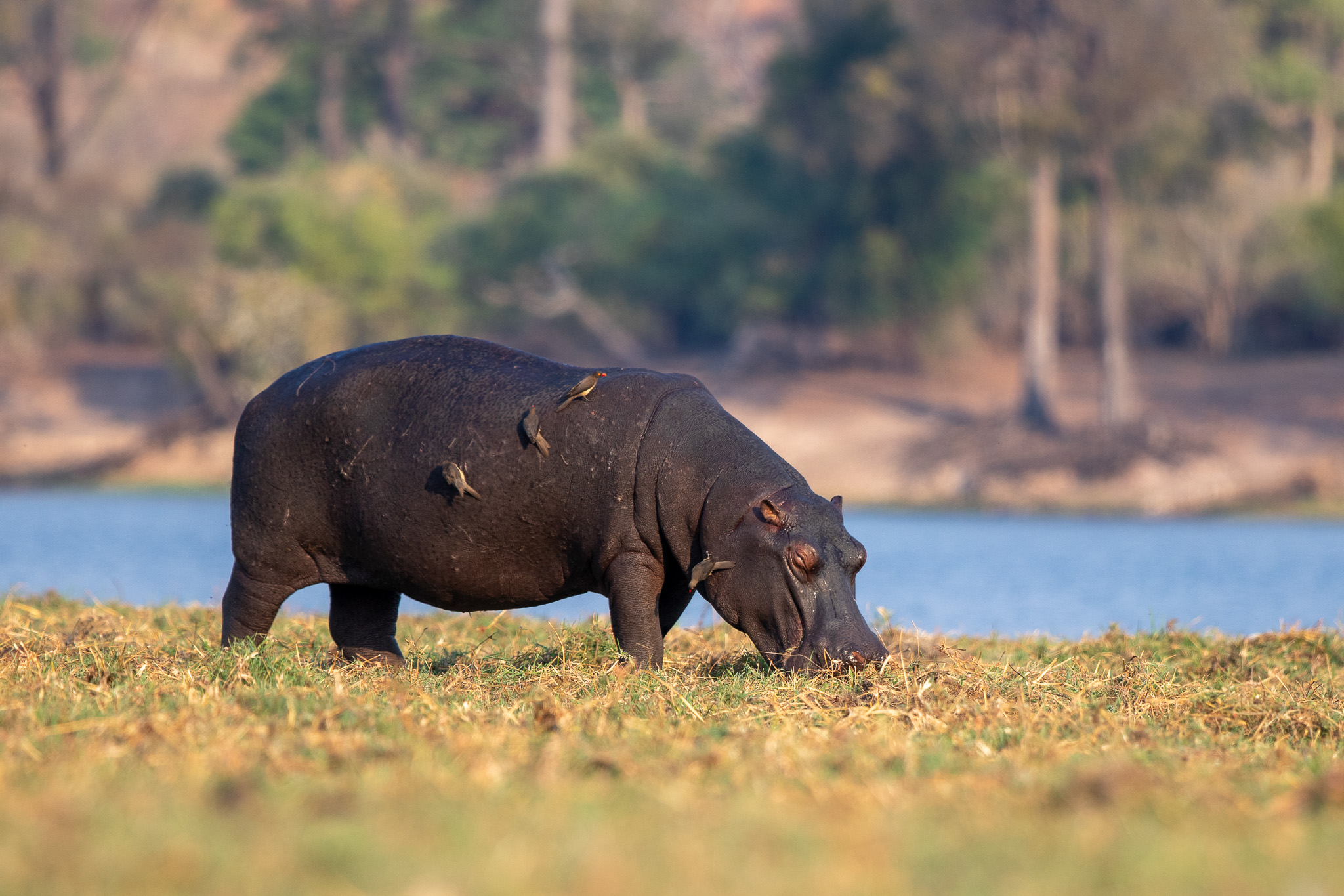 Een nijlpaard in de natuur in Malawi. Nijlpaarden in Malawi
