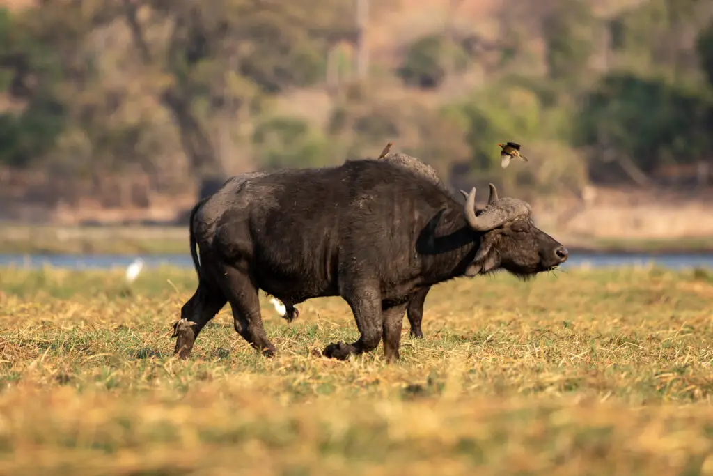 Kafferbuffel in Malawi. De Afrikaanse big 5 in Malawi