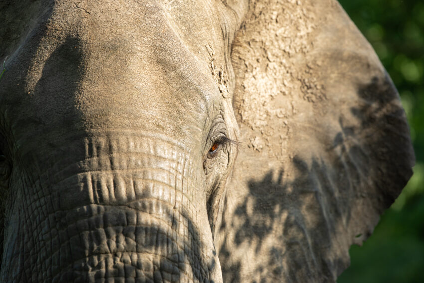Een olifant in Liwonde nationaal park
