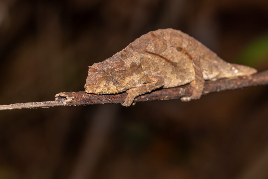 Ntchisi Pitless Pygmy Chameleon, Ntchisi Forest Reserve