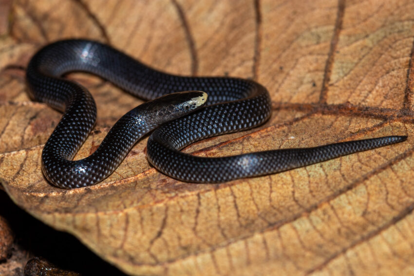 Eén van de slangen in Ntchisi forest reserve, een Speckled wolf snake